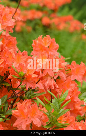 Azalea giapponese (Rhododendron japonicum) Foto Stock