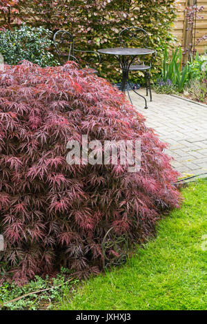 Acero giapponese (acer palmatum 'dissectum garnet") Foto Stock