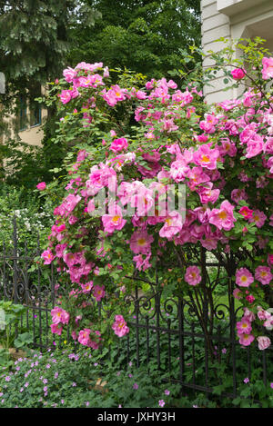 Rosa (rosa) in corrispondenza di una recinzione da giardino Foto Stock