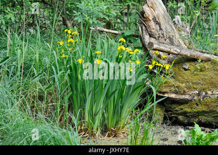 Bandiera (iris Iris pseudacorus) Foto Stock