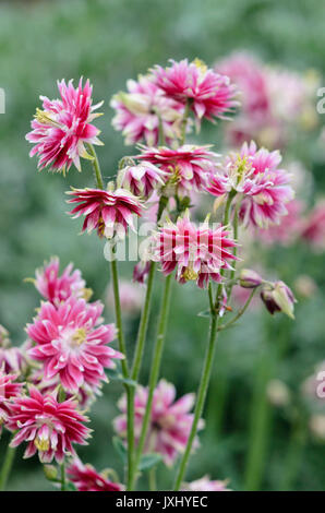 Aquilegia alpina europea (aquilegia vulgaris " nora barlow') Foto Stock