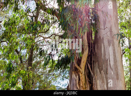Due alberi di eucalipto tronchi dal basso angolo. Medium Shot con back lit foglie. Il cielo blu con nuvole. Foto Stock