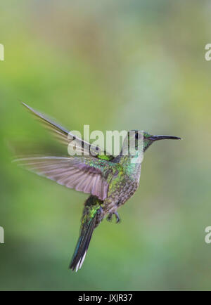 Verde femmina-breasted mango, Anthracothorax prevostii hovering, Laguna del Lagarto, Boca Tapada, San Carlos Costa Rica Foto Stock