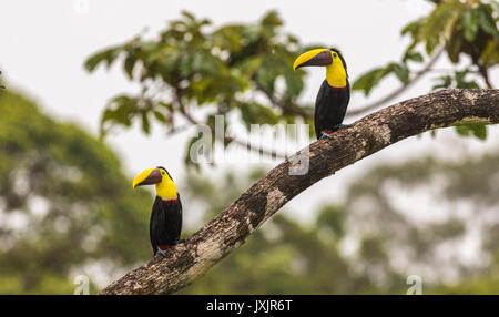 Chestnut-mandibled toucan o Swainson's toucan, Ramphastos ambiguus swainsonii seduto in una struttura ad albero delle precipitazioni a Laguna del Lagarto, Boca Tapada, San C Foto Stock