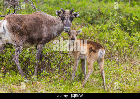 La renna mucca, Rangifer tarandeus, con il suo vitello, guardando la telecamera, Gällivare, Lapponia svedese, Svezia Foto Stock