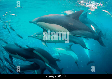 Delfini comuni lavorano come una squadra per arrotondare per eccesso di sardine in una sfera di esca in modo da poter alimentare su di essi, Capo orientale, sud africa. Foto Stock