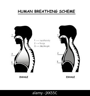 Respirazione umana schema grafico info in modalità monocromatica. Illustrazione Vettoriale