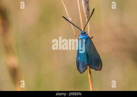 Un verde forestale è seduto su una pianta ospite Foto Stock