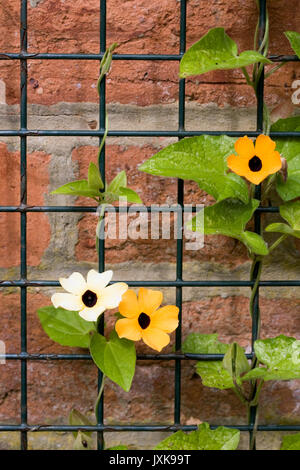 Thunbergia alata. Black-eyed Susan fiore cresce su di un telaio di filo contro un muro di mattoni. Foto Stock