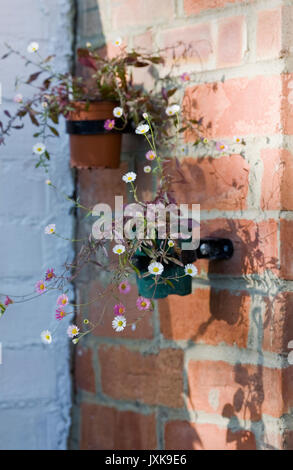 Erigeron karvinskianus. Fleabane fiori in vaso contro in rosso di un muro di mattoni. Foto Stock