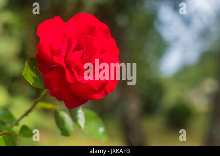Red Rose fiore cresce allo stato selvatico dopo la pioggia Foto Stock
