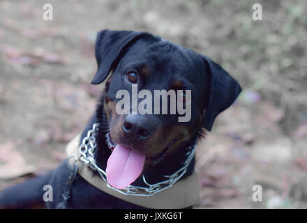 Rottweiler tipo cane sta giocando nel campo Foto Stock