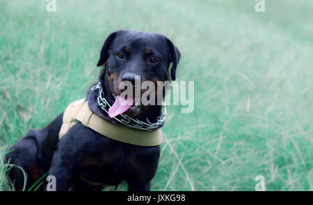 Rottweiler tipo cane sta giocando nel campo Foto Stock