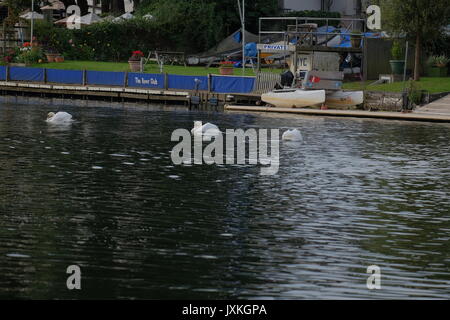 Cigni sul fiume Tamigi Foto Stock