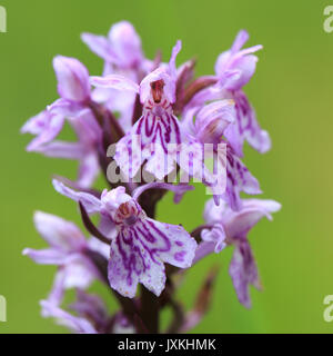 Portraid Western marsh orchid - Dactylorhiza majalis - Breitblaettriges Knabenkraut Foto Stock