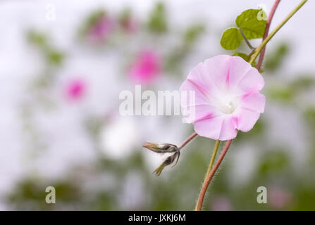 Ipomoea fiore. Rosa gloria di mattina fiore. Foto Stock