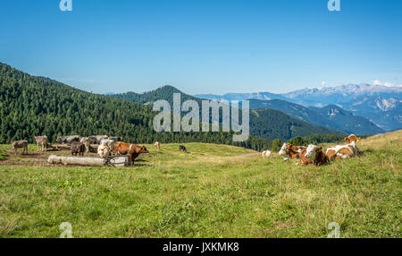 Vista della montagna alpina scenario con pascolato mucche con un giorno d'estate. Dolomiti Alto Adige, Passo Oclini, Italia settentrionale Foto Stock