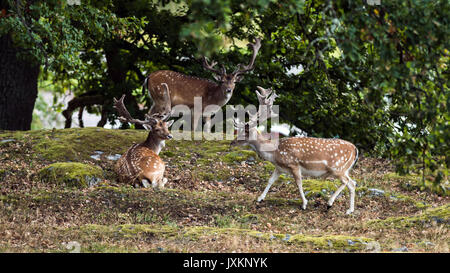 Tre esemplari di daini bucks (Dama Dama) di appoggio sotto l'ombra di quercia con un bel paesaggio boschivo in background. Foto Stock