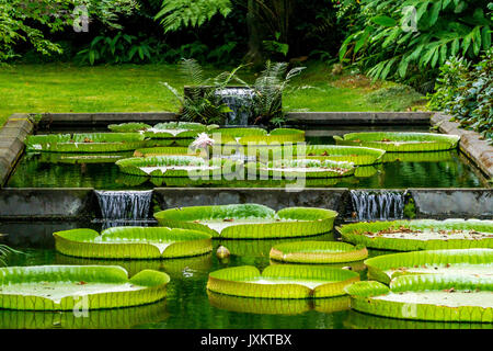 Santa Cruz acqua giglio (Victoria amazonica) in uno stagno a Terra Nostra Garden, Furnas, Sao Miguel, Azzorre Foto Stock