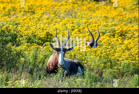 Antilope Bontebok di fiori in primavera in Africa australe Foto Stock