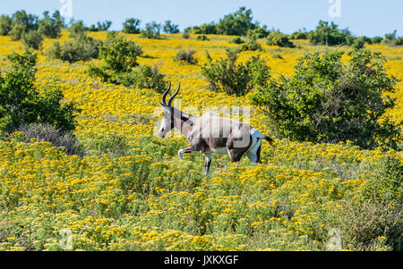 Antilope Bontebok di fiori in primavera in Africa australe Foto Stock