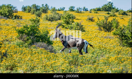 Antilope Bontebok di fiori in primavera in Africa australe Foto Stock