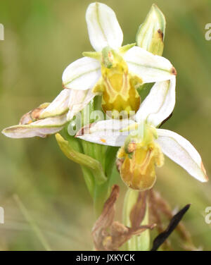Testa di fioritura del formulario giallo di Bee Orchid (Ophrys apifera var chlorantha). Porto di segale Riserva Naturale. Segale, Sussex, Regno Unito Foto Stock