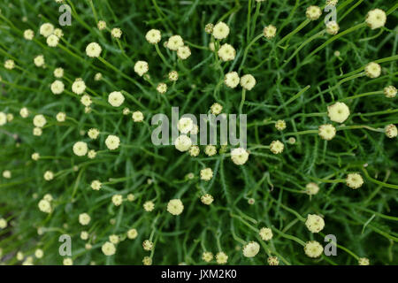 Cotone di piante di lavanda e fiore- Santolina chamaecyparissus var. neapolitana Foto Stock