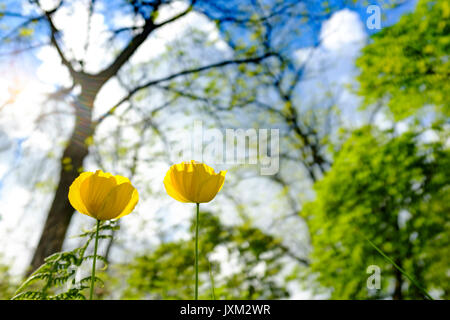 Meconopsis Cambrica in un giardino contro un cielo blu con alberi Foto Stock