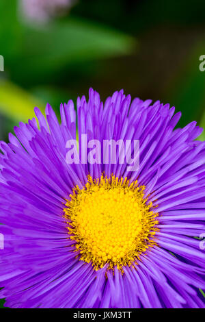 Erigeron 'Blu' - agosto, Foto Stock