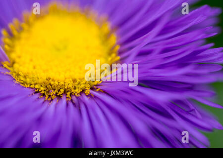 Erigeron 'Blu' - agosto, Foto Stock