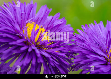 Erigeron 'Blu' - agosto, Foto Stock