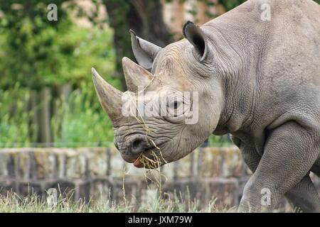 Il rinoceronte nero, Rhino, Rhino Foto Stock