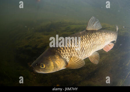 Il cavedano (Squalius cefalo) Adulto , tenendo in corrente , il fiume trent, nottingham , in Inghilterra , sett Foto Stock