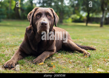 Marrone cioccolato labrador cane recante sull'erba e guardando la telecamera. Foto Stock