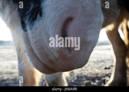 Ritratto di un cavallo tinker. Foto Stock