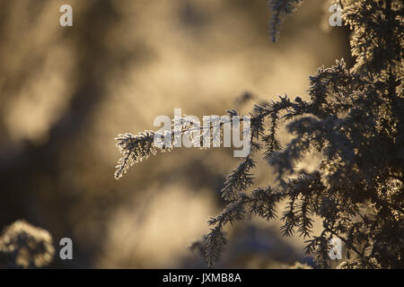 Brina coperto il ginepro. Foto Stock