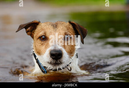 Cute cane nuota nelle acque in prossimità up shot Foto Stock