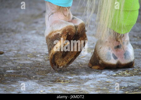 Gli zoccoli del cavallo bianco e bende sulle zampe posteriori Foto Stock