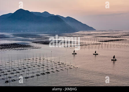 Imbarcazioni di pesca artigianale e i poli, Xiapu, Fujian, Cina Foto Stock