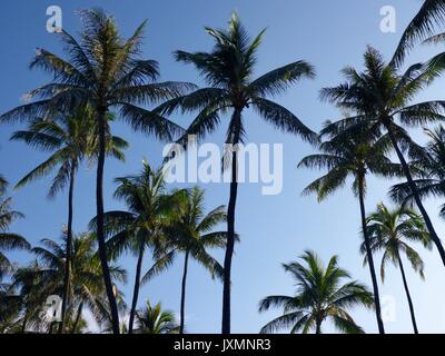 Alberi di Palma contro un cielo blu Foto Stock