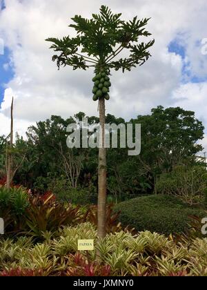 Albero di papaia in Hawaii Foto Stock