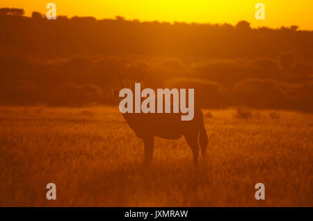 Gemsbok (Oryx gazella), inganno Valley, il Central Kalahari Game Reserve, Botswana Foto Stock