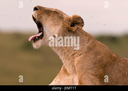 Leonessa a sbadigliare (Panthera leo), il Masai Mara riserva nazionale, Kenya Foto Stock