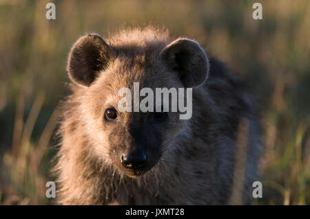 Spotted Hyaena cub (Crocuta crocuta), il Masai Mara riserva nazionale, Kenya Foto Stock