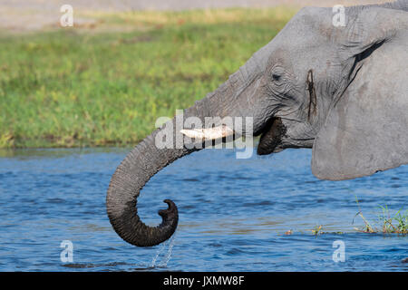 Elefante africano (Loxodonta africana), bere nel fiume Khwai, Okavango Delta, Botswana, Africa Foto Stock