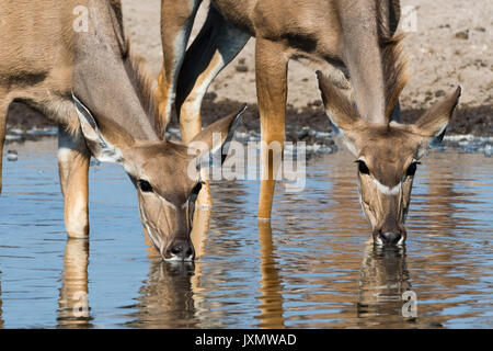 Femmina kudu maggiore (Tragelaphus strepsiceros), a Waterhole, il Kalahari, Botswana, Africa Foto Stock