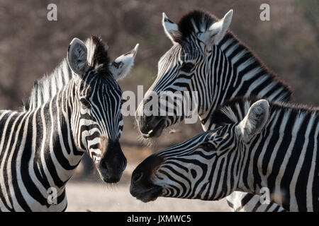 Tre Burchell's zebra (Equus burchellii), il Kalahari, Botswana, Africa Foto Stock
