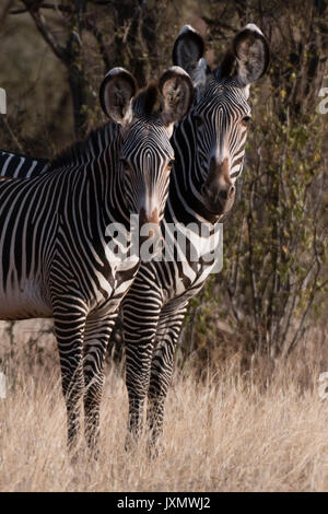 Di Grevy zebra (Equus grevyi), Kalama Conservancy, Samburu, Kenya Kenya, Africa Foto Stock