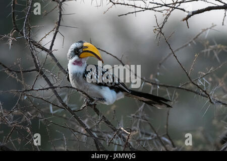 Giallo orientale-fatturati Hornbill (Tockus flavirostris), Samburu riserva nazionale, Kenya, Africa Foto Stock